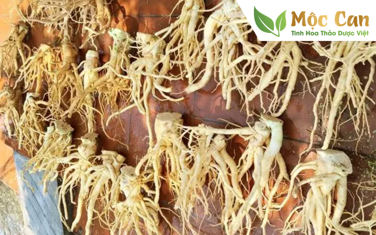 Tác dụng của củ đinh lăng không phải ai cũng biết 2